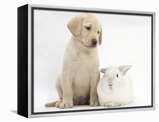 Yellow Labrador Retriever Puppy, 8 Weeks, with White Rabbit-Mark Taylor-Framed Premier Image Canvas