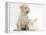 Yellow Labrador Retriever Puppy, 8 Weeks, with White Rabbit-Mark Taylor-Framed Premier Image Canvas