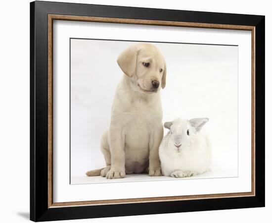 Yellow Labrador Retriever Puppy, 8 Weeks, with White Rabbit-Mark Taylor-Framed Photographic Print