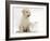 Yellow Labrador Retriever Puppy, 8 Weeks, with White Rabbit-Mark Taylor-Framed Photographic Print