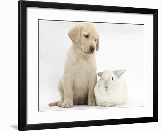 Yellow Labrador Retriever Puppy, 8 Weeks, with White Rabbit-Mark Taylor-Framed Photographic Print