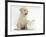 Yellow Labrador Retriever Puppy, 8 Weeks, with White Rabbit-Mark Taylor-Framed Photographic Print