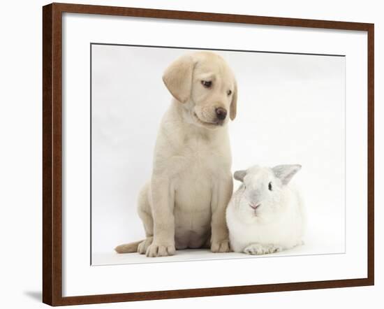 Yellow Labrador Retriever Puppy, 8 Weeks, with White Rabbit-Mark Taylor-Framed Photographic Print