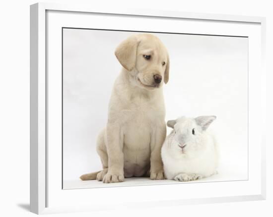 Yellow Labrador Retriever Puppy, 8 Weeks, with White Rabbit-Mark Taylor-Framed Photographic Print