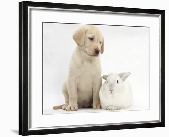 Yellow Labrador Retriever Puppy, 8 Weeks, with White Rabbit-Mark Taylor-Framed Photographic Print