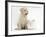 Yellow Labrador Retriever Puppy, 8 Weeks, with White Rabbit-Mark Taylor-Framed Photographic Print