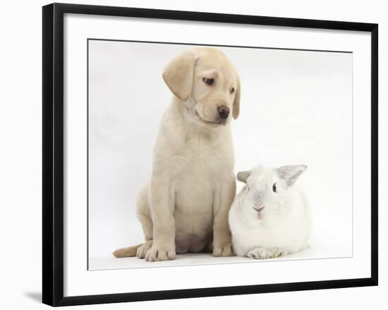 Yellow Labrador Retriever Puppy, 8 Weeks, with White Rabbit-Mark Taylor-Framed Photographic Print