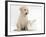 Yellow Labrador Retriever Puppy, 8 Weeks, with White Rabbit-Mark Taylor-Framed Photographic Print