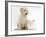 Yellow Labrador Retriever Puppy, 8 Weeks, with White Rabbit-Mark Taylor-Framed Photographic Print