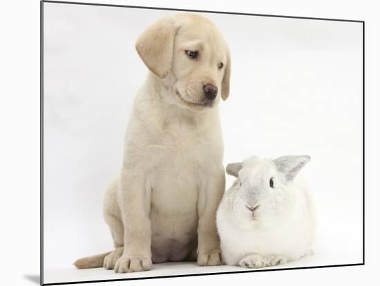 Yellow Labrador Retriever Puppy, 8 Weeks, with White Rabbit-Mark Taylor-Mounted Photographic Print