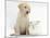 Yellow Labrador Retriever Puppy, 8 Weeks, with White Rabbit-Mark Taylor-Mounted Photographic Print