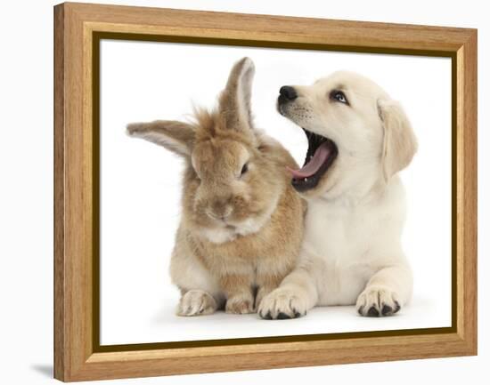 Yellow Labrador Retriever Puppy, 8 Weeks, Yawning in Lionhead Cross Rabbit's Ear-Mark Taylor-Framed Premier Image Canvas