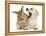 Yellow Labrador Retriever Puppy, 8 Weeks, Yawning in Lionhead Cross Rabbit's Ear-Mark Taylor-Framed Premier Image Canvas