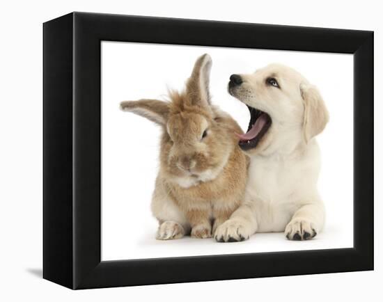 Yellow Labrador Retriever Puppy, 8 Weeks, Yawning in Lionhead Cross Rabbit's Ear-Mark Taylor-Framed Premier Image Canvas