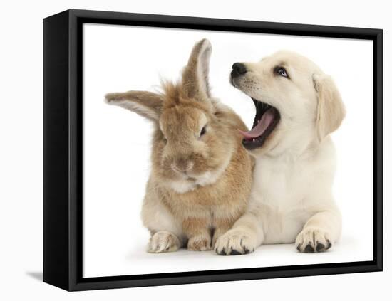 Yellow Labrador Retriever Puppy, 8 Weeks, Yawning in Lionhead Cross Rabbit's Ear-Mark Taylor-Framed Premier Image Canvas