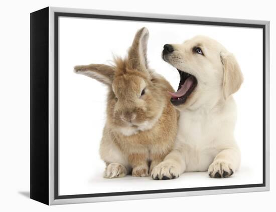 Yellow Labrador Retriever Puppy, 8 Weeks, Yawning in Lionhead Cross Rabbit's Ear-Mark Taylor-Framed Premier Image Canvas