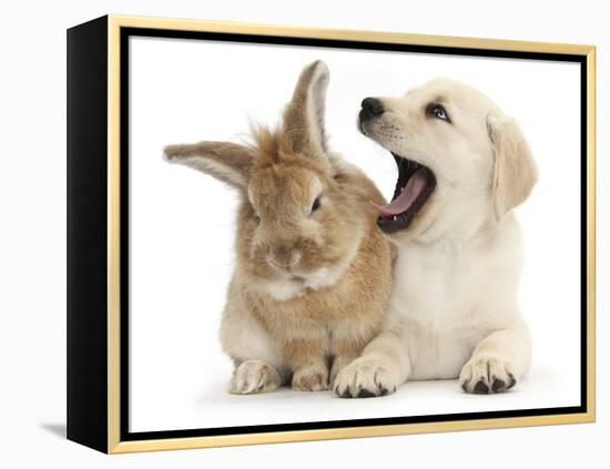 Yellow Labrador Retriever Puppy, 8 Weeks, Yawning in Lionhead Cross Rabbit's Ear-Mark Taylor-Framed Premier Image Canvas