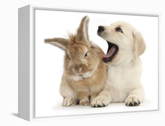 Yellow Labrador Retriever Puppy, 8 Weeks, Yawning in Lionhead Cross Rabbit's Ear-Mark Taylor-Framed Premier Image Canvas