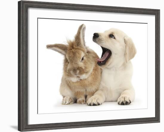 Yellow Labrador Retriever Puppy, 8 Weeks, Yawning in Lionhead Cross Rabbit's Ear-Mark Taylor-Framed Photographic Print