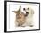 Yellow Labrador Retriever Puppy, 8 Weeks, Yawning in Lionhead Cross Rabbit's Ear-Mark Taylor-Framed Photographic Print