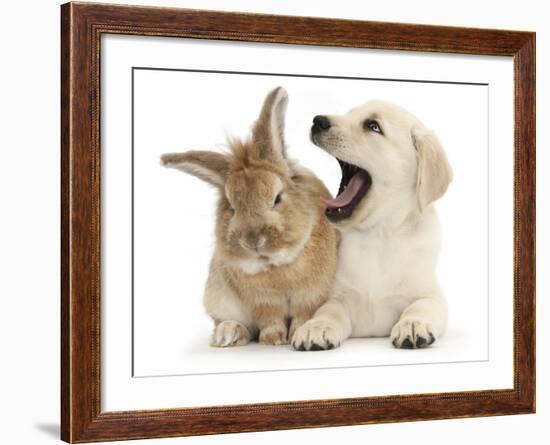 Yellow Labrador Retriever Puppy, 8 Weeks, Yawning in Lionhead Cross Rabbit's Ear-Mark Taylor-Framed Photographic Print