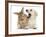 Yellow Labrador Retriever Puppy, 8 Weeks, Yawning in Lionhead Cross Rabbit's Ear-Mark Taylor-Framed Photographic Print