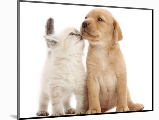 Yellow Labrador retriever puppy and Ragdoll-cross kitten-Mark Taylor-Mounted Photographic Print