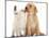 Yellow Labrador retriever puppy and Ragdoll-cross kitten-Mark Taylor-Mounted Photographic Print