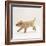 Yellow Labrador Retriever Puppy Running, 5 Weeks Old-Jane Burton-Framed Photographic Print