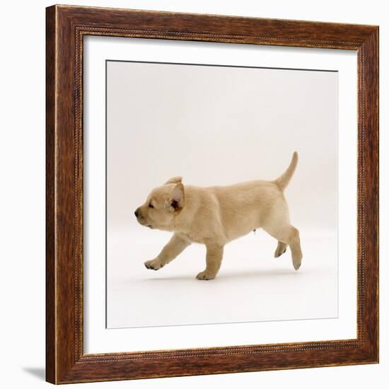 Yellow Labrador Retriever Puppy Running, 5 Weeks Old-Jane Burton-Framed Photographic Print