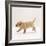 Yellow Labrador Retriever Puppy Running, 5 Weeks Old-Jane Burton-Framed Photographic Print