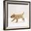 Yellow Labrador Retriever Puppy Running, 5 Weeks Old-Jane Burton-Framed Photographic Print