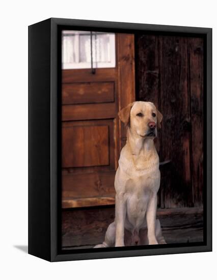 Yellow Labrador Retriever Sitting in Front of a Door-Adriano Bacchella-Framed Premier Image Canvas