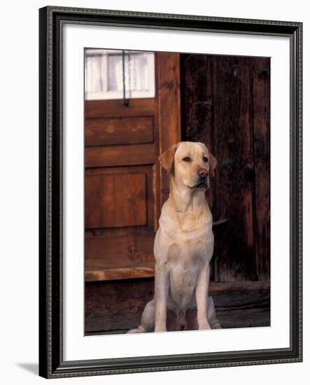 Yellow Labrador Retriever Sitting in Front of a Door-Adriano Bacchella-Framed Photographic Print