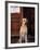 Yellow Labrador Retriever Sitting in Front of a Door-Adriano Bacchella-Framed Photographic Print