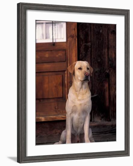 Yellow Labrador Retriever Sitting in Front of a Door-Adriano Bacchella-Framed Photographic Print