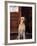 Yellow Labrador Retriever Sitting in Front of a Door-Adriano Bacchella-Framed Photographic Print