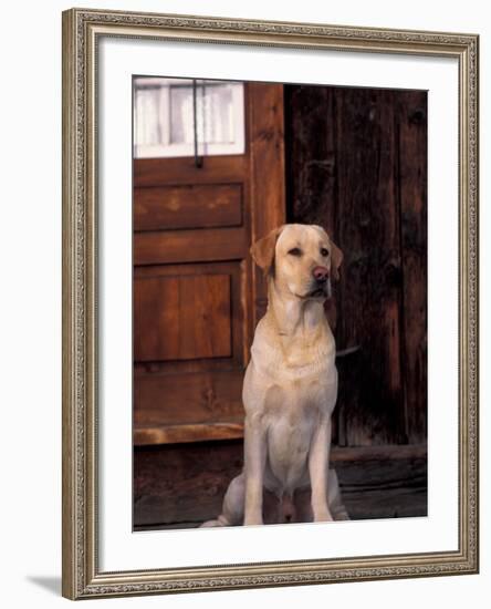 Yellow Labrador Retriever Sitting in Front of a Door-Adriano Bacchella-Framed Photographic Print