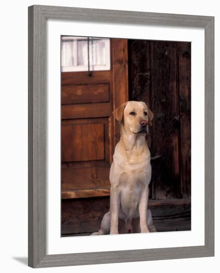 Yellow Labrador Retriever Sitting in Front of a Door-Adriano Bacchella-Framed Photographic Print