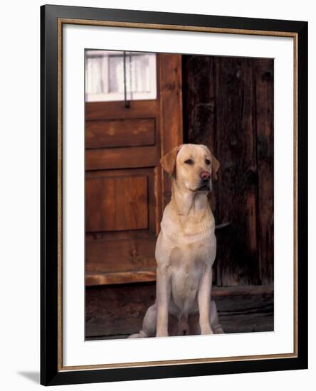 Yellow Labrador Retriever Sitting in Front of a Door-Adriano Bacchella-Framed Photographic Print