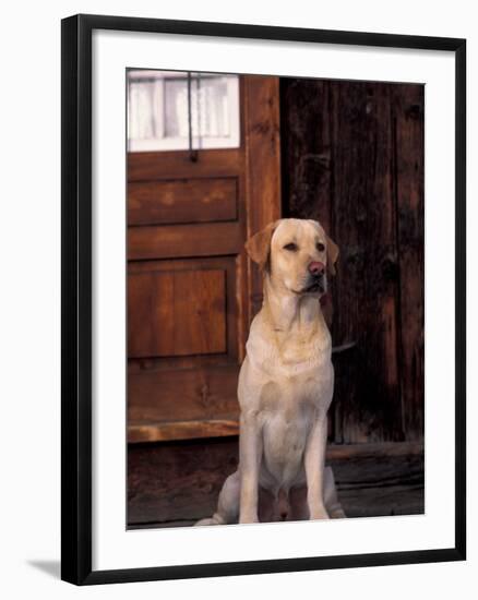 Yellow Labrador Retriever Sitting in Front of a Door-Adriano Bacchella-Framed Photographic Print