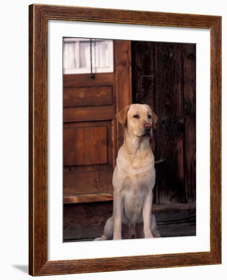 Yellow Labrador Retriever Sitting in Front of a Door-Adriano Bacchella-Framed Photographic Print