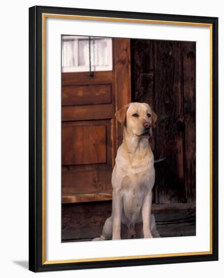 Yellow Labrador Retriever Sitting in Front of a Door-Adriano Bacchella-Framed Photographic Print