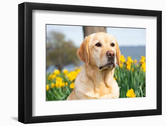 Yellow Labrador retriever sitting next to spring Daffodils-Lynn M. Stone-Framed Photographic Print