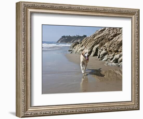 Yellow Labrador Retriever Walking in Sand at Hendrey's Beach in Santa Barbara, California, USA-Zandria Muench Beraldo-Framed Photographic Print