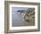 Yellow Labrador Retriever Walking in Sand at Hendrey's Beach in Santa Barbara, California, USA-Zandria Muench Beraldo-Framed Photographic Print