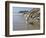 Yellow Labrador Retriever Walking in Sand at Hendrey's Beach in Santa Barbara, California, USA-Zandria Muench Beraldo-Framed Photographic Print