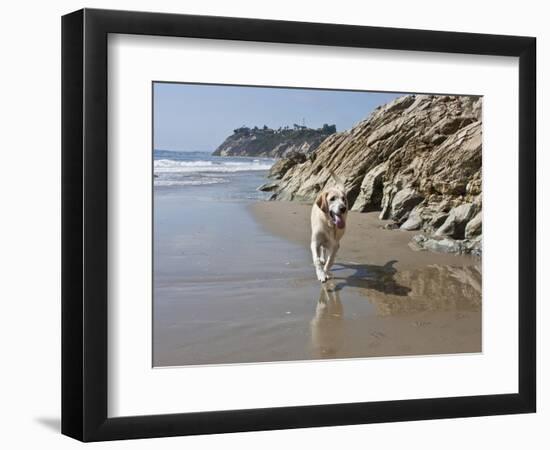 Yellow Labrador Retriever Walking in Sand at Hendrey's Beach in Santa Barbara, California, USA-Zandria Muench Beraldo-Framed Photographic Print