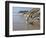 Yellow Labrador Retriever Walking in Sand at Hendrey's Beach in Santa Barbara, California, USA-Zandria Muench Beraldo-Framed Photographic Print