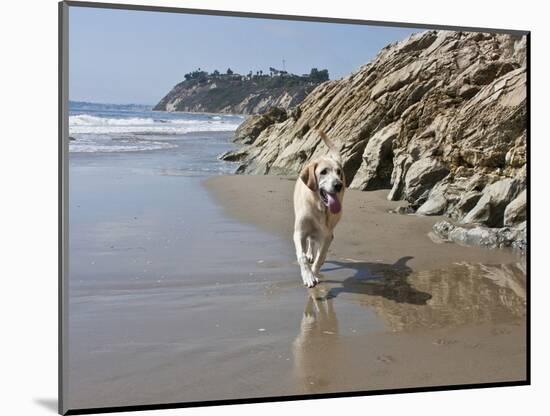 Yellow Labrador Retriever Walking in Sand at Hendrey's Beach in Santa Barbara, California, USA-Zandria Muench Beraldo-Mounted Photographic Print